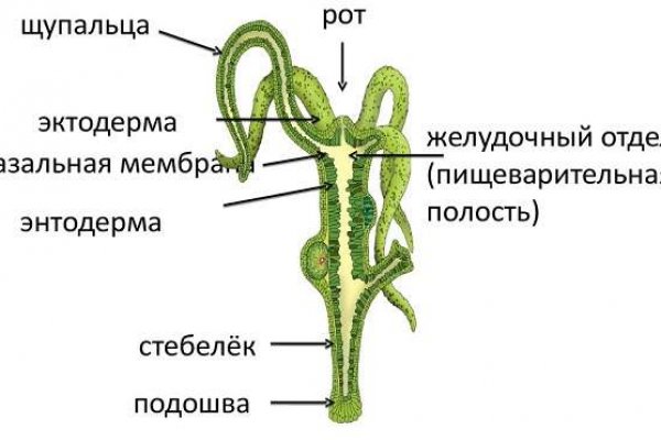 Kraken это что такое